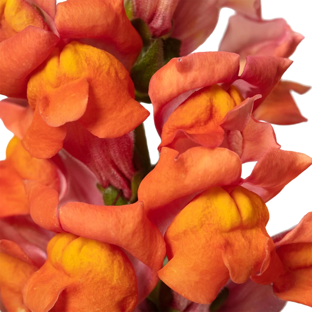 Antirrhinum majus Cannes 2-3 Dark Orange