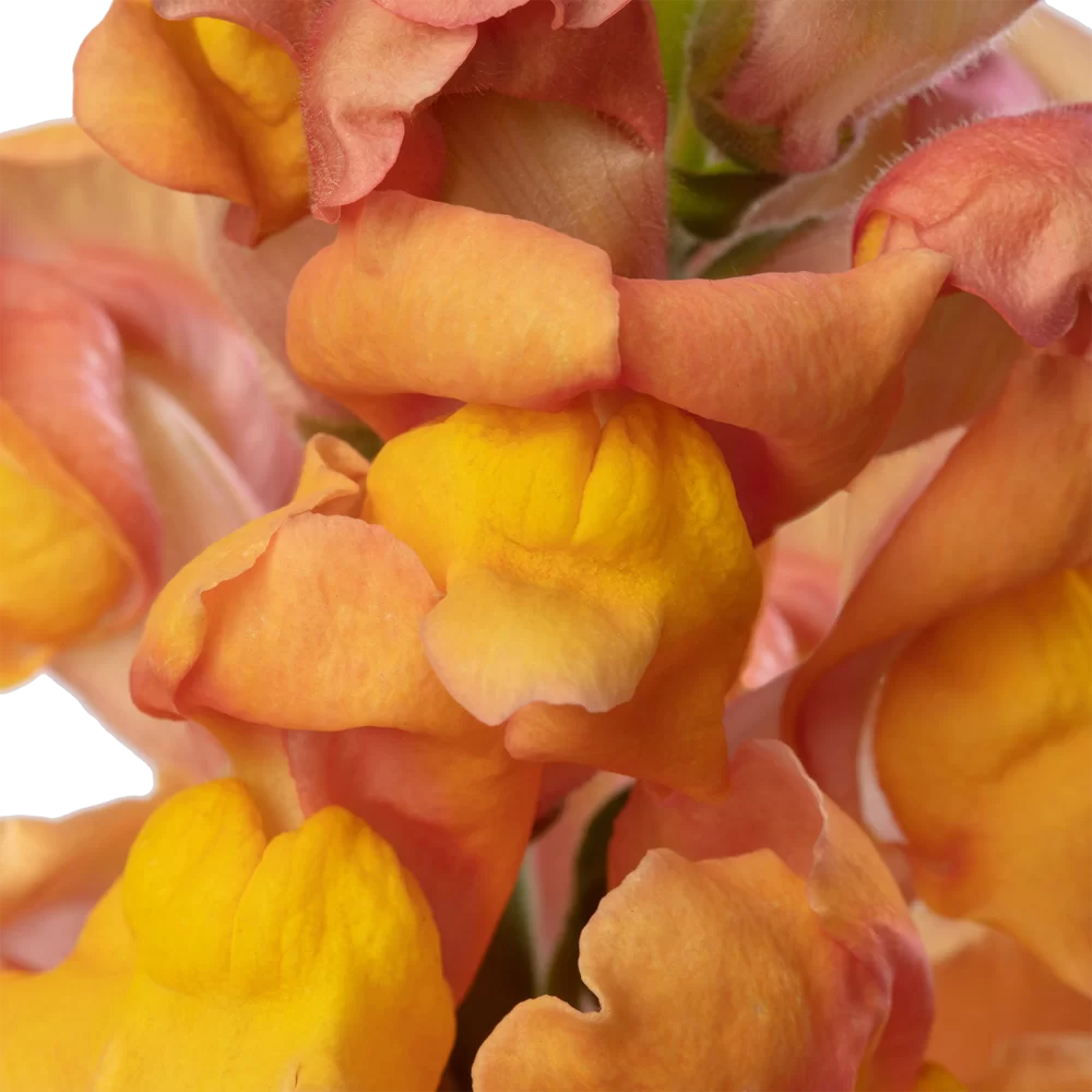 Antirrhinum majus Orleans 3-4 Dark Orange