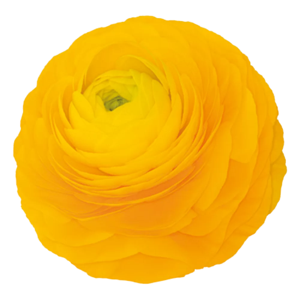Ranunculus asiaticus Elegance Yellow/Giallo 54-09