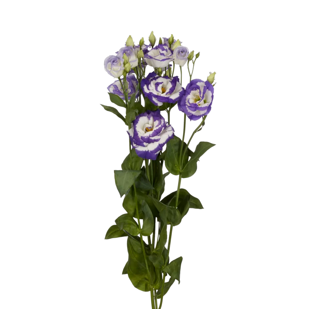 Lisianthus grandiflorum Aube 3 Blue Picotee