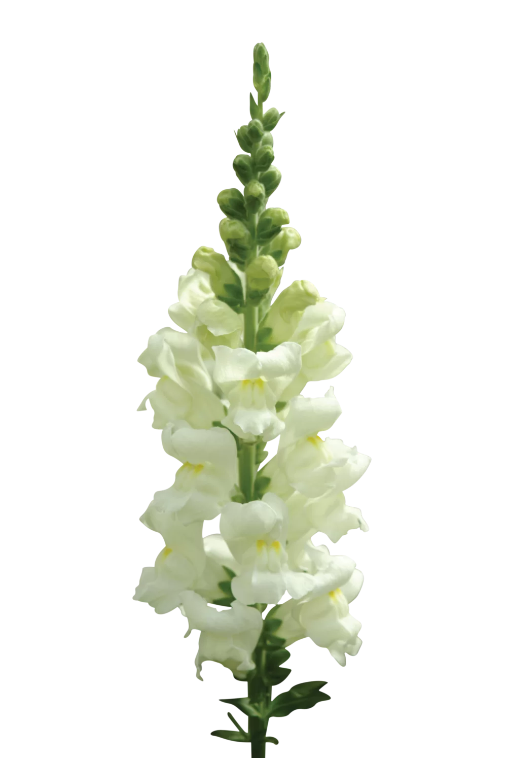 Antirrhinum majus Monaco 3 Ivory White