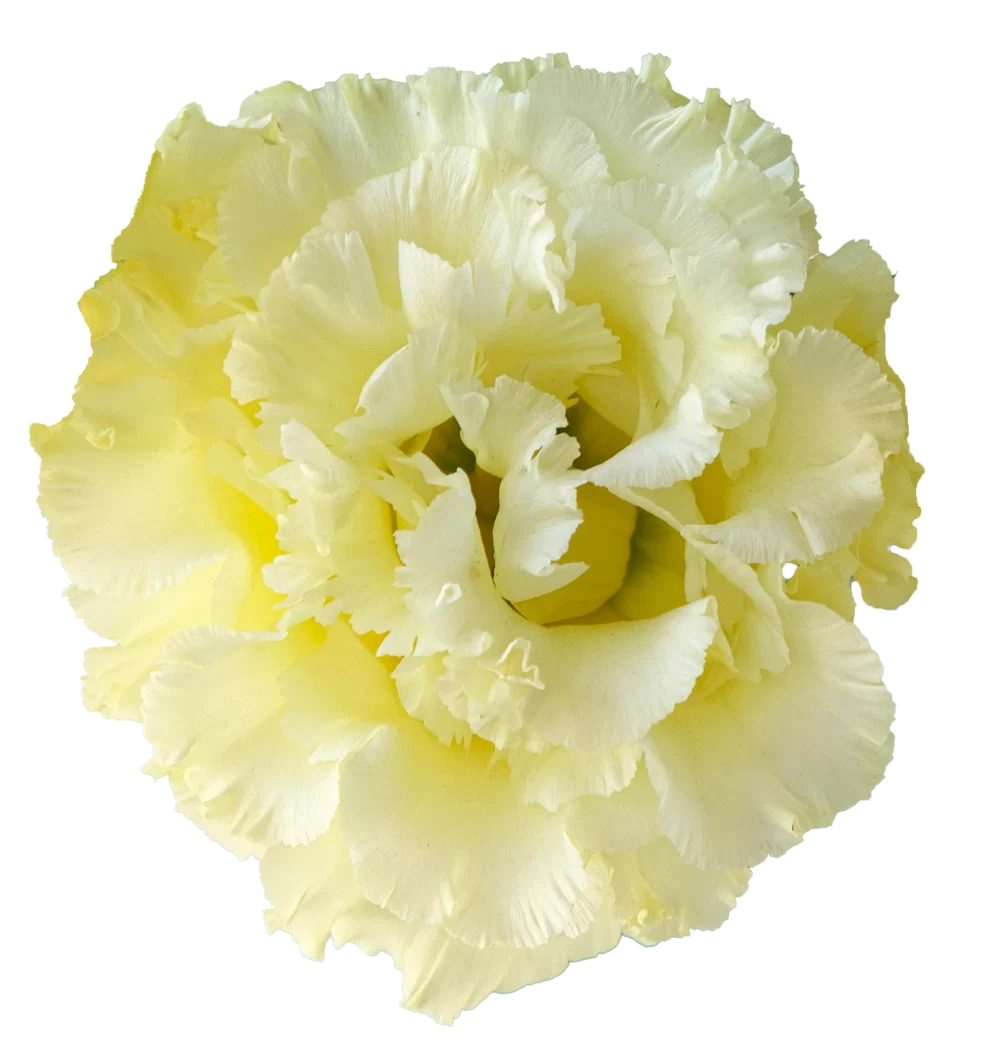 Lisianthus grandiflorum Corelli 1 Yellow