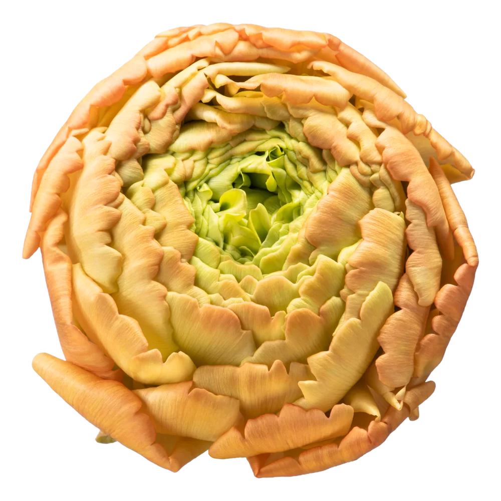 Ranunculus asiaticus Aazur Peach 401-12