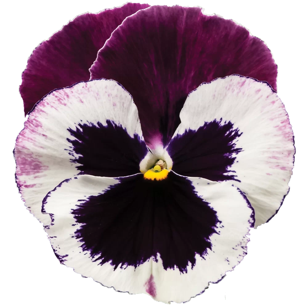 Viola wittrockiana - EVO® - Cassis
