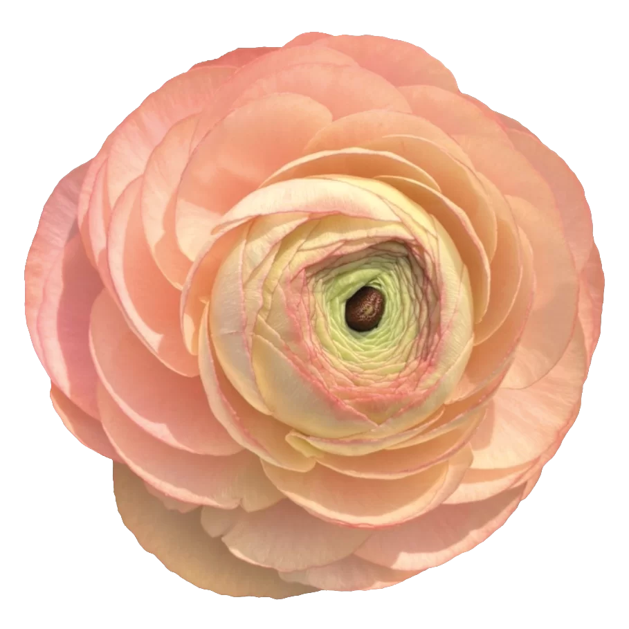 Ranunculus asiaticus Elegance Salmon Pink/Rosa Salmonato 529-19