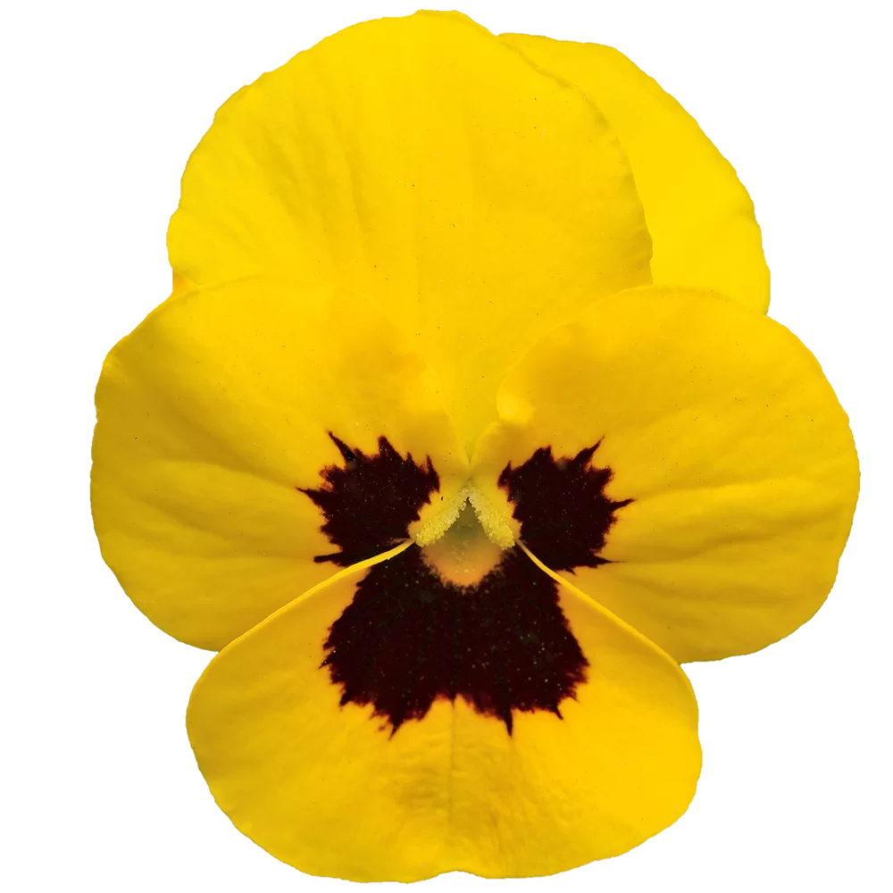Viola cornuta - EVO® Mini - Yellow Blotch/Sorbet XP