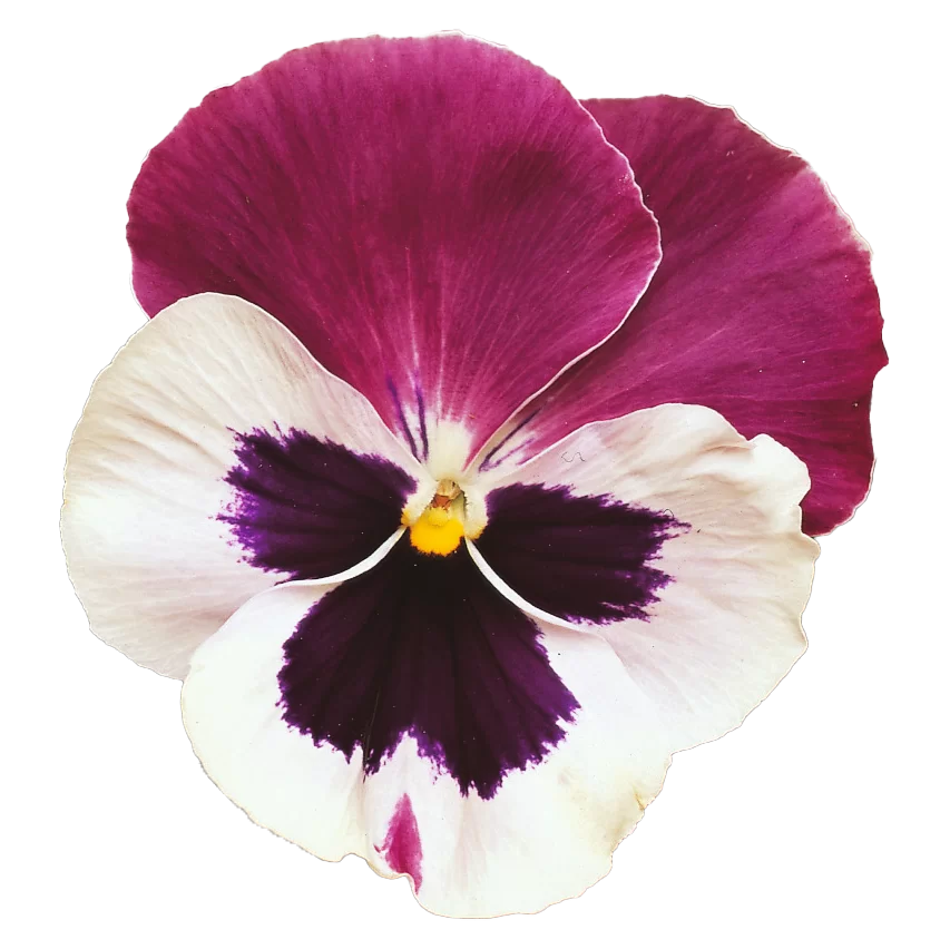 Viola wittrockiana - Matrix™ - Cassis