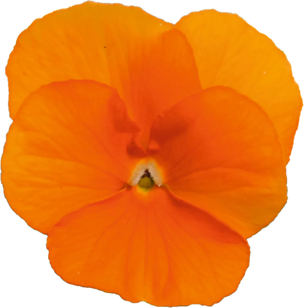 Viola cornuta EVO® Mini Orange Deep Impr.