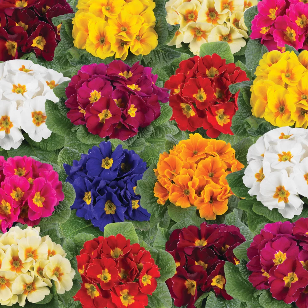 Primula vulgaris Luxor® F1 Mix