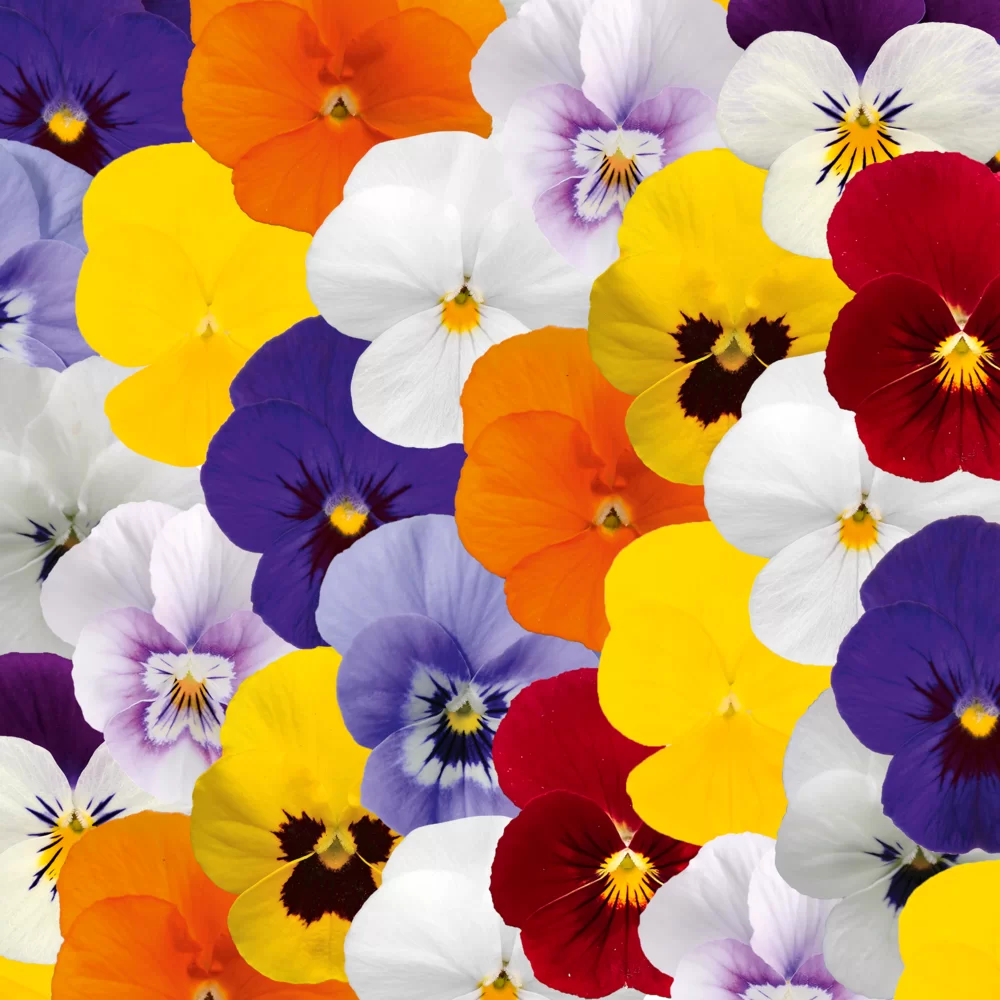 Viola cornuta EVO® Mini Spring Select Mix