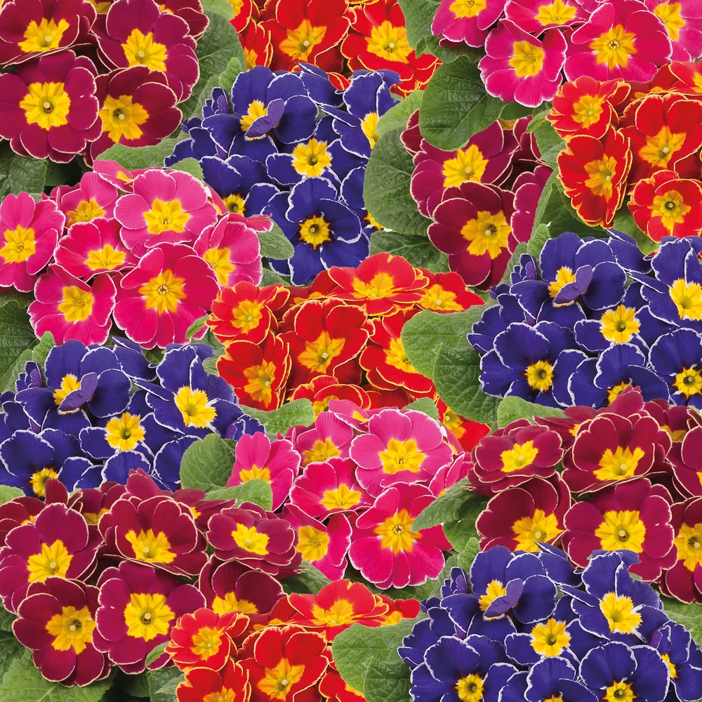 Primula vulgaris Eclipse F1 Special Mix