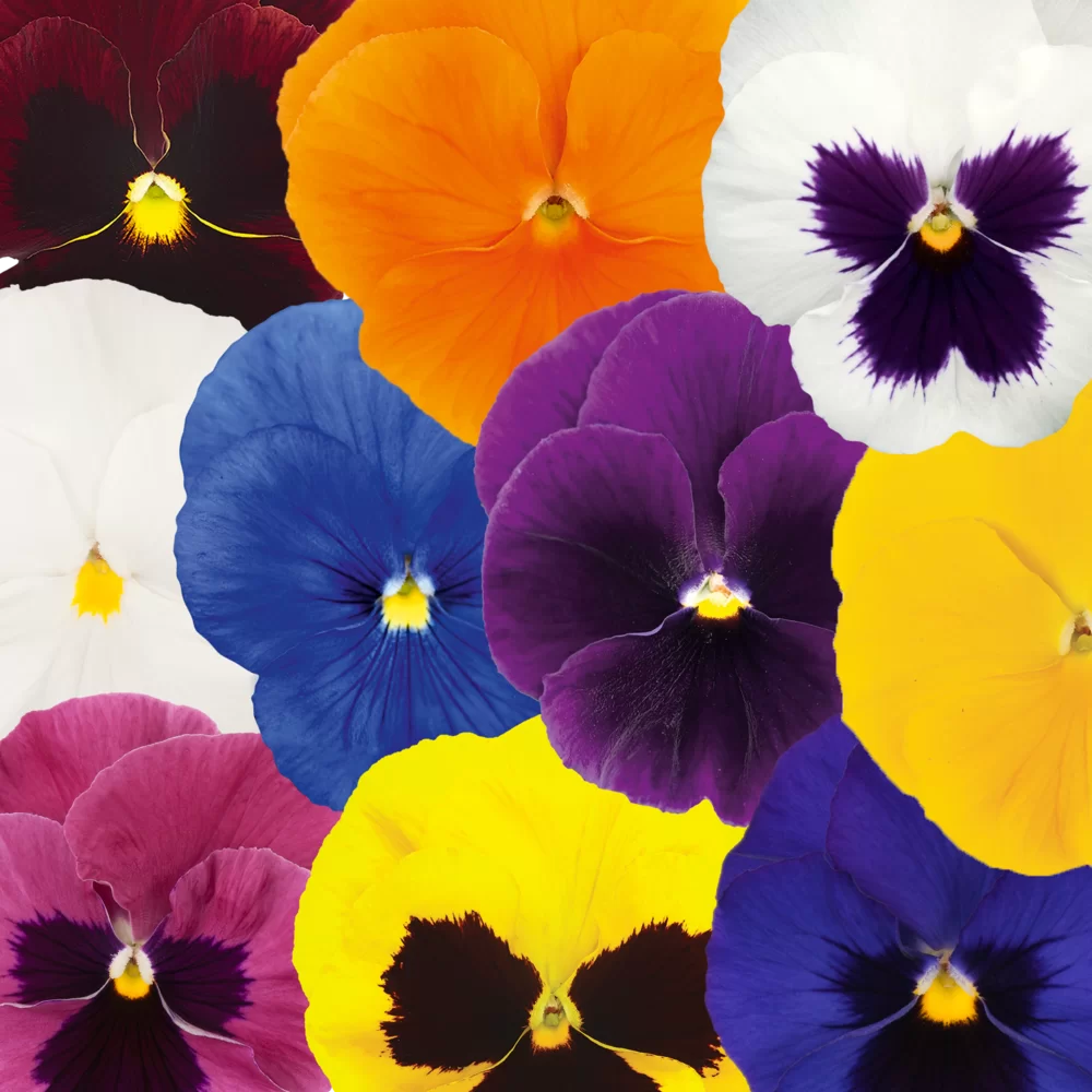 Viola wittrockiana EVO® Royal Mix