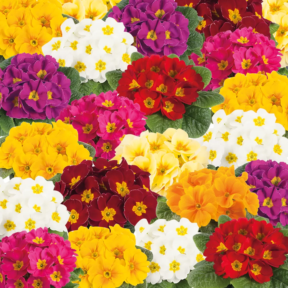 Primula vulgaris Cairo F1 Mix