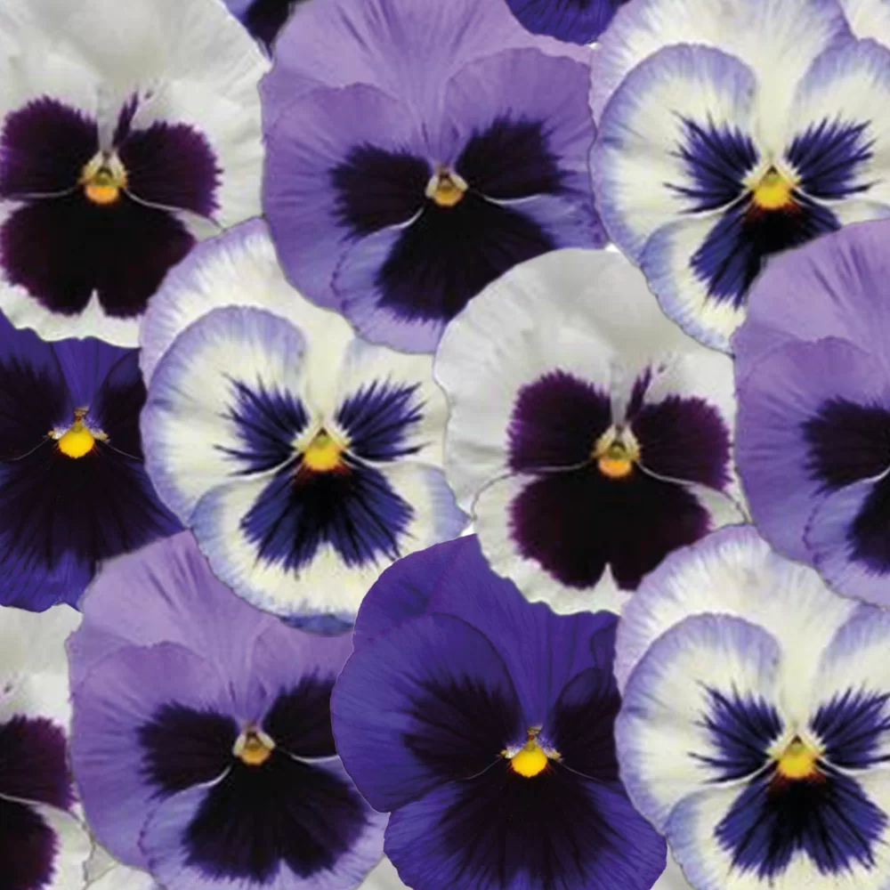 Viola wittrockiana Matrix™ Ocean Breeze Mix