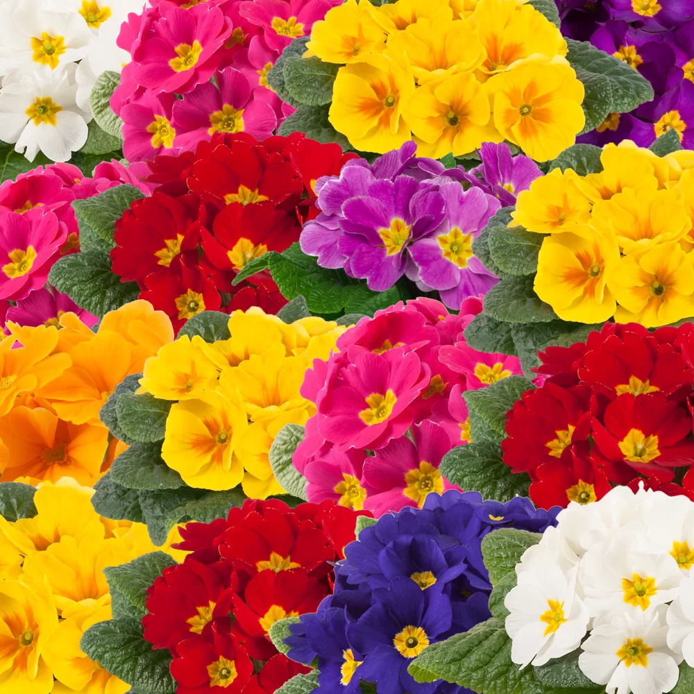 Primula vulgaris Salome® F1 PrimeTime Mix
