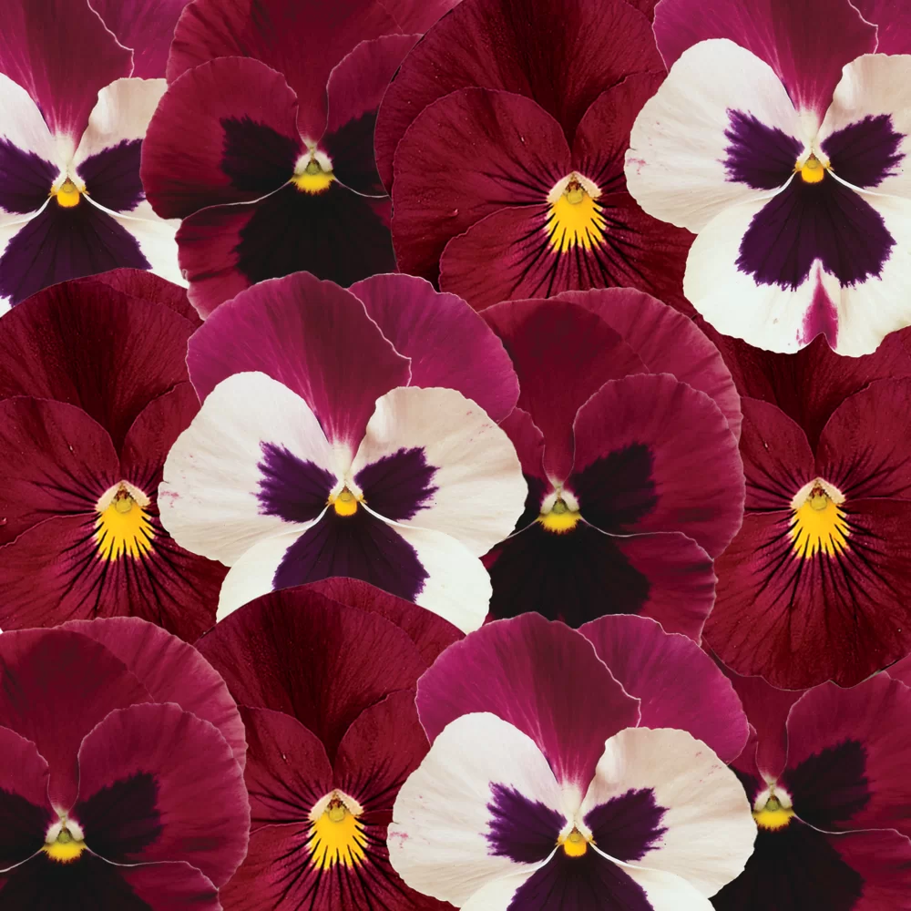 Viola wittrockiana Matrix™ Ruby Mix