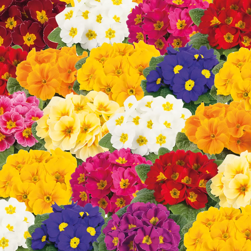 Primula vulgaris Cairo F1 Top Mix