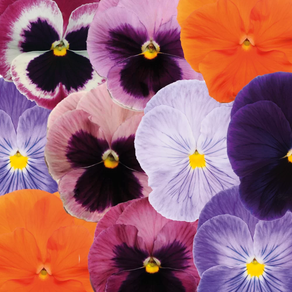 Viola wittrockiana Matrix™ Epices Mix