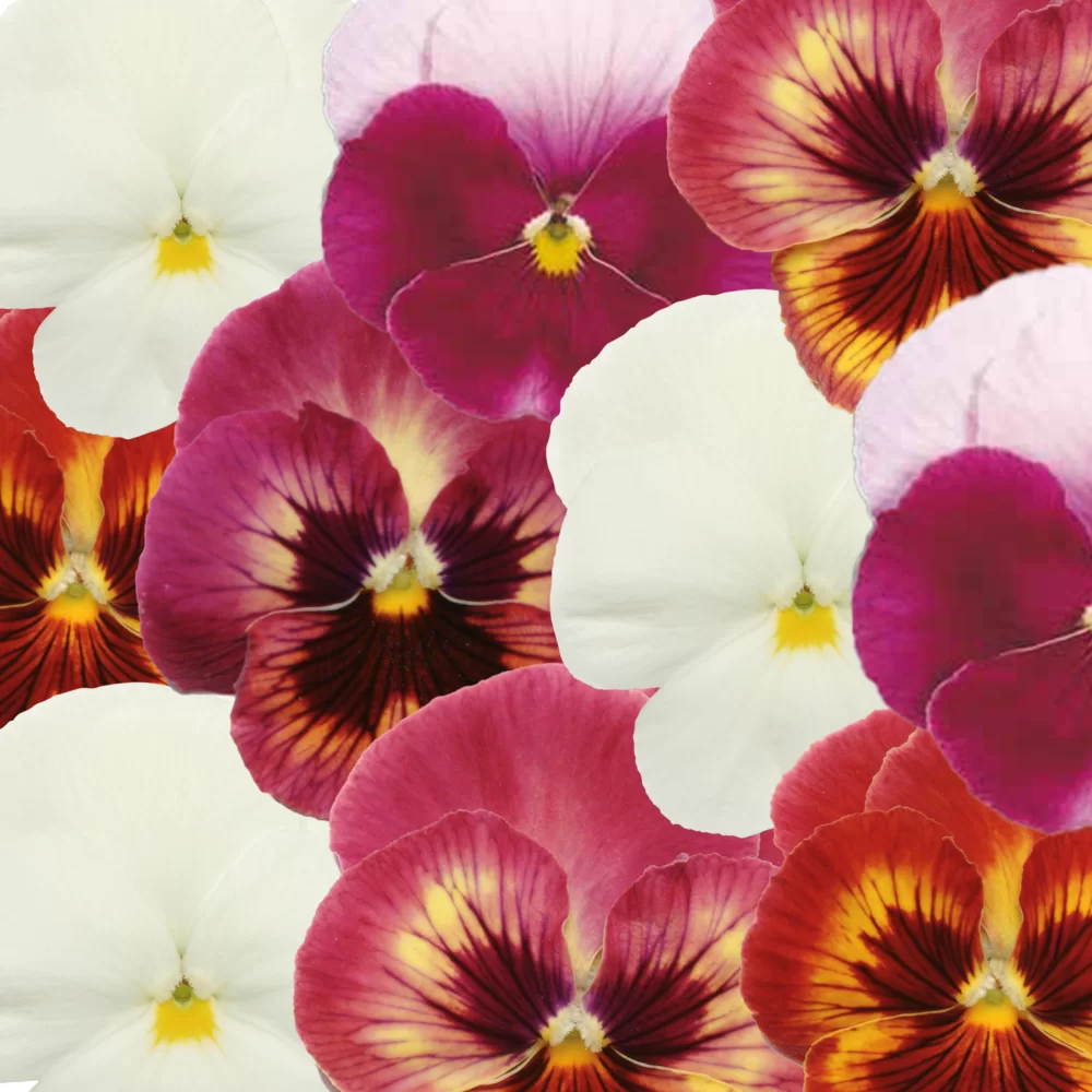 Viola wittrockiana Panola XP Fruits Rouges Mix