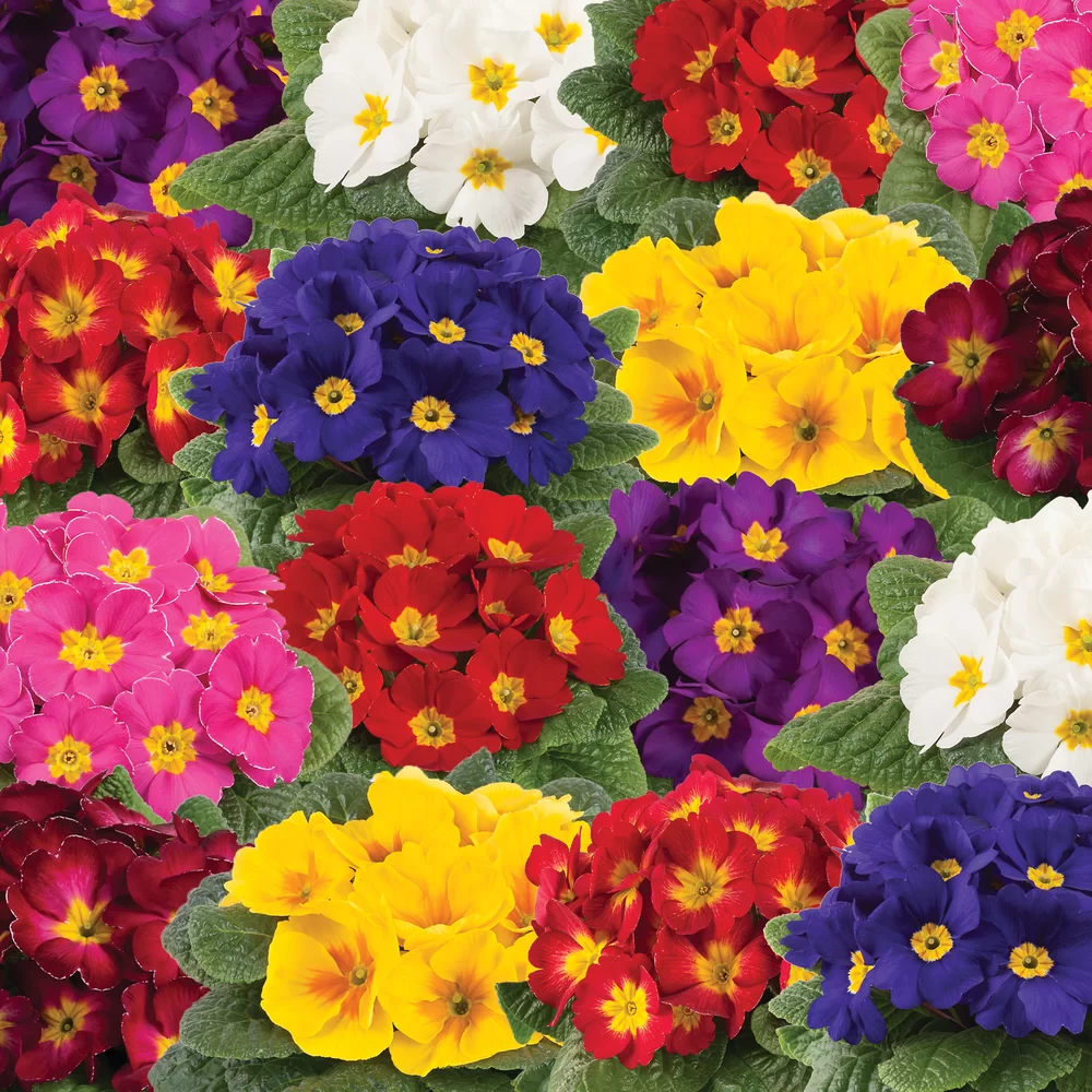 Primula vulgaris Salome® F1 Dresdner Mix