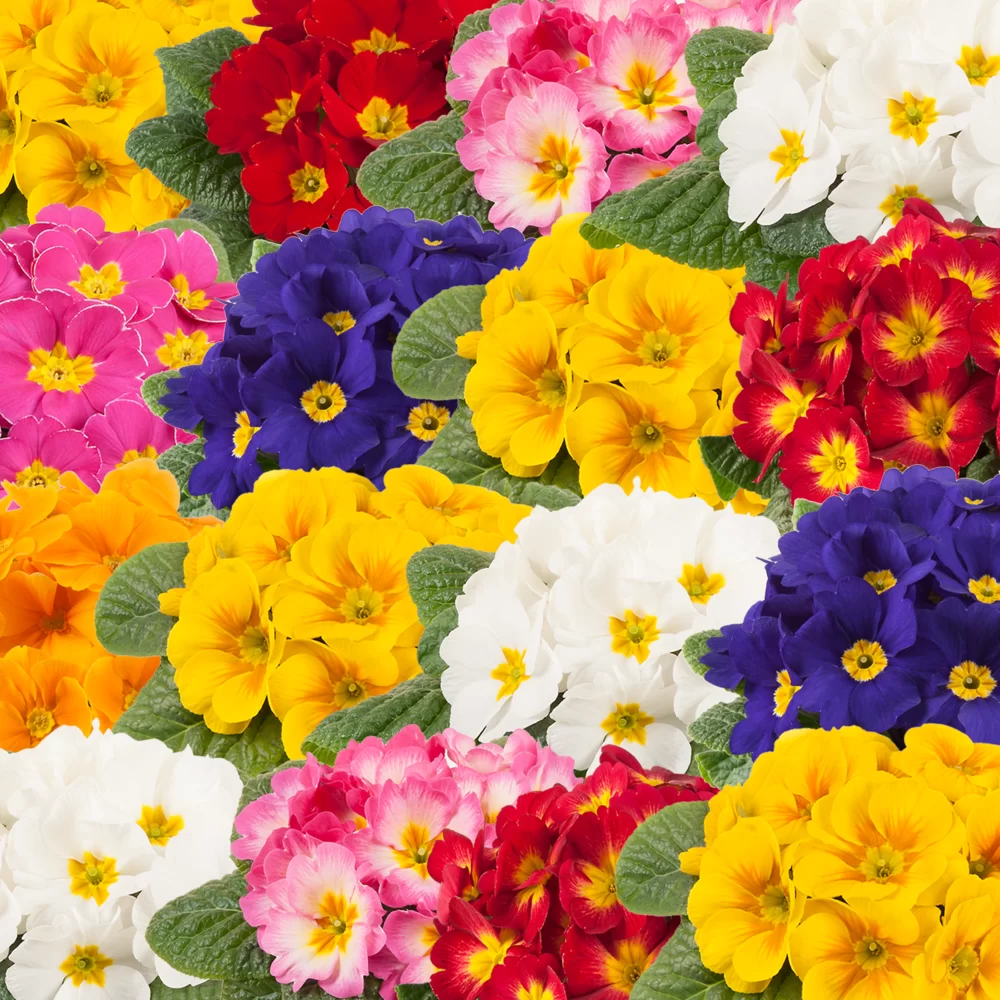 Primula vulgaris Salome® F1 Niederrhein Mix