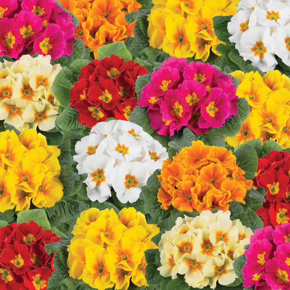 Primula vulgaris Luxor® F1 Happy Mix