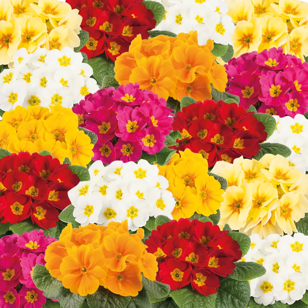 Primula vulgaris Cairo F1 Happy Mix
