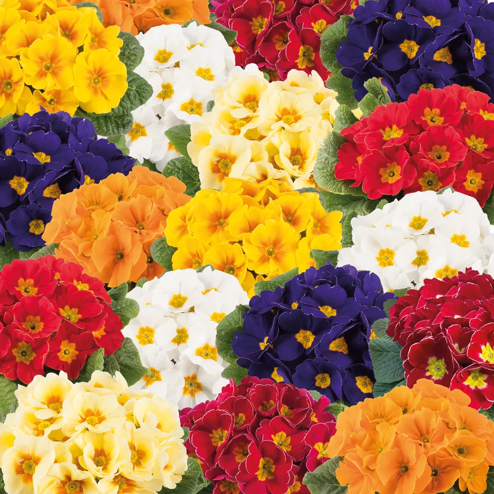 Primula vulgaris Esna® F1 Mix