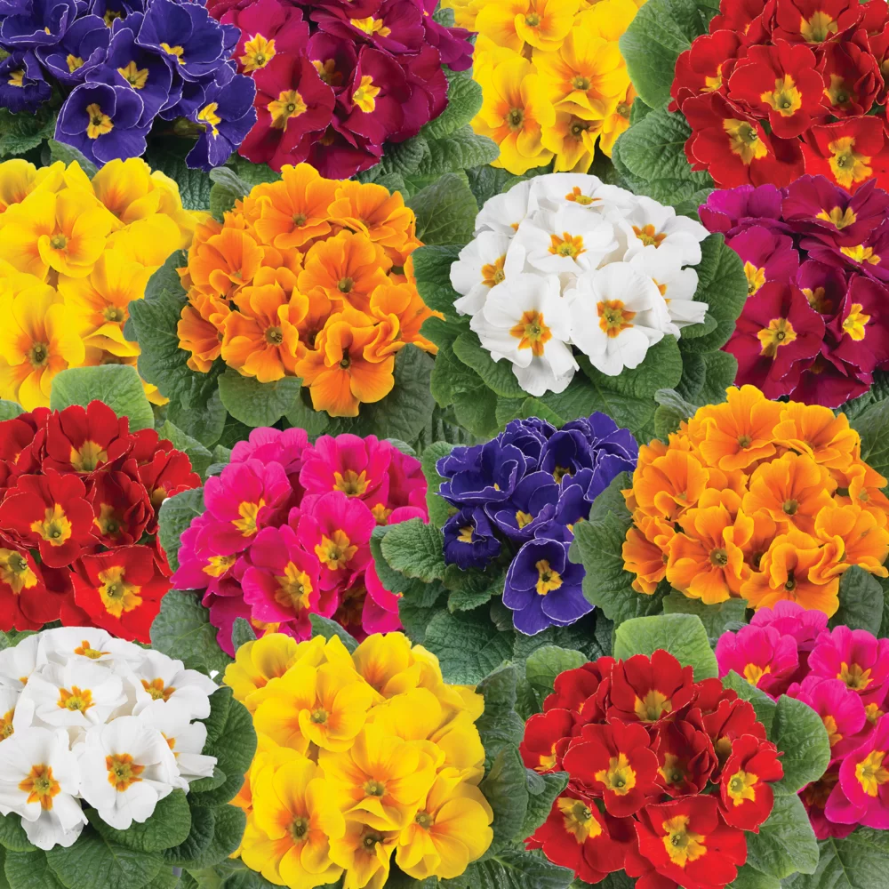 Primula vulgaris Luxor® F1 Niederrhein Mix