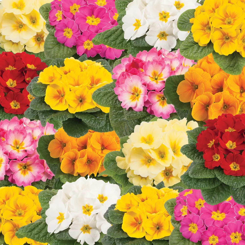 Primula vulgaris Salome® F1 Happy Mix