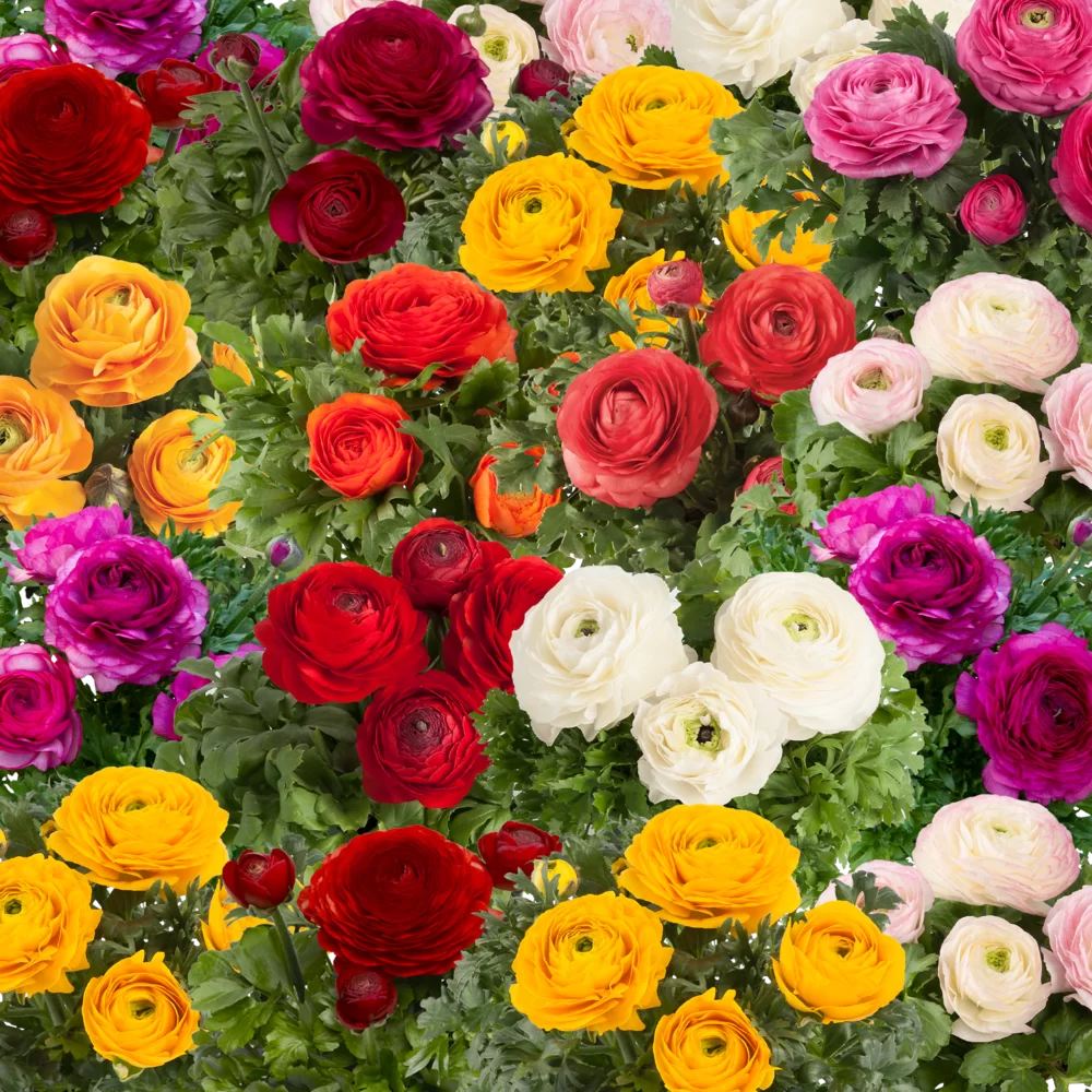 Ranunculus asiaticus Vortex F1 Forza Mix