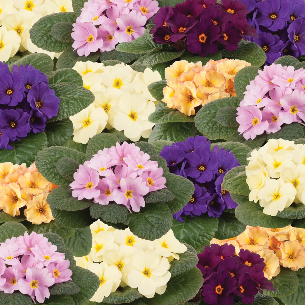 Primula vulgaris Obsidian Select Mix