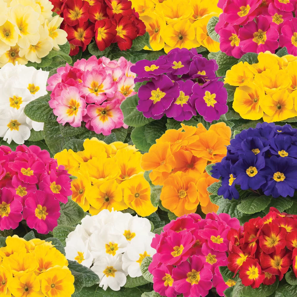 Primula vulgaris Salome® F1 Early Mix