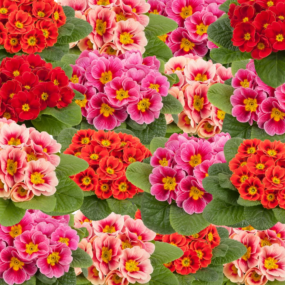 Primula vulgaris Sphinx® F1 Sunshine Mix