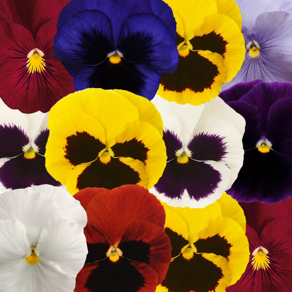 Viola wittrockiana - EVO® - Autumn Select Mix