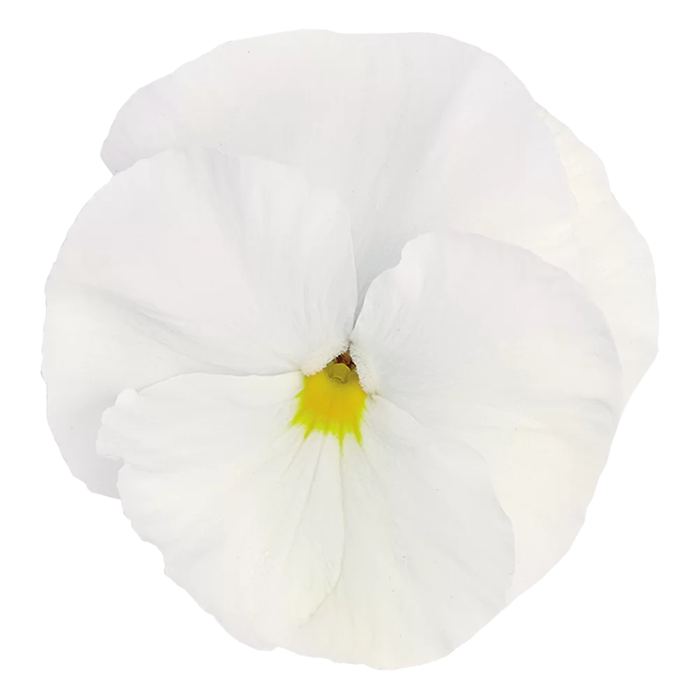 Viola wittrockiana EVO® White Impr.