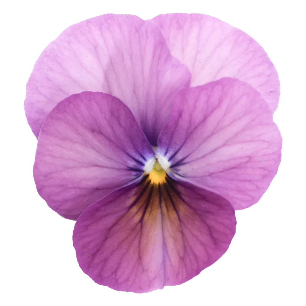 Viola cornuta - EVO® Mini - Plum Antique