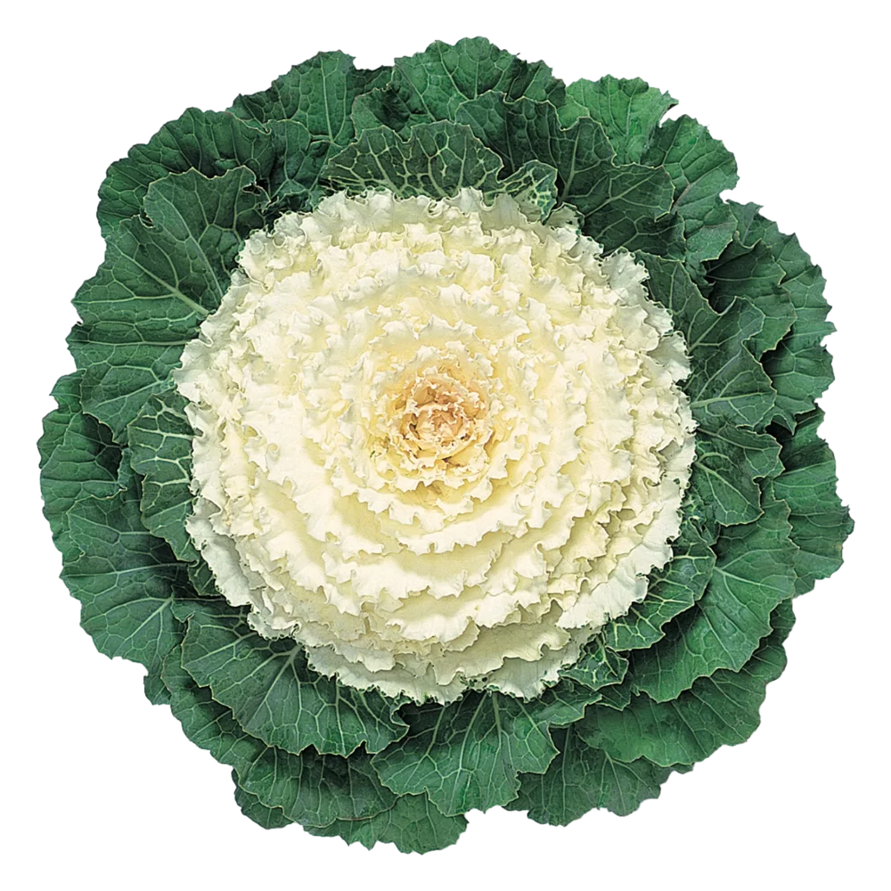 Brassica oleracea Attraction F1 White