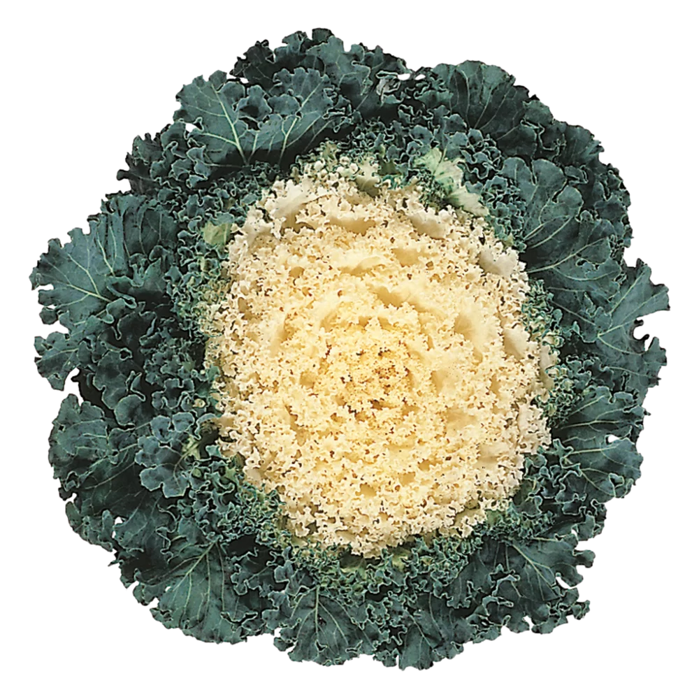 Brassica oleracea King F1 White