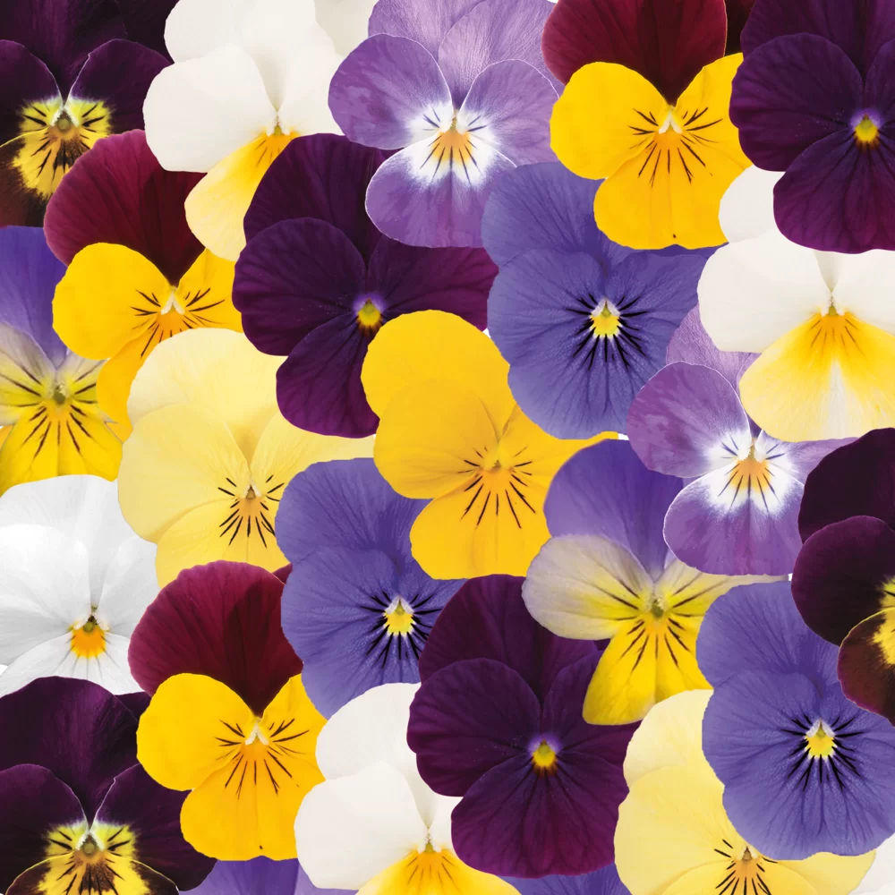 Viola cornuta EVO® Mini Mix