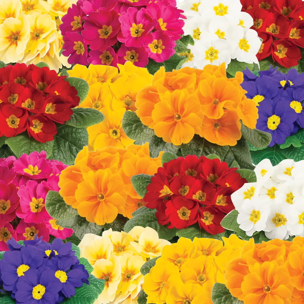 Primula vulgaris Cairo F1 Niederrhein Mix