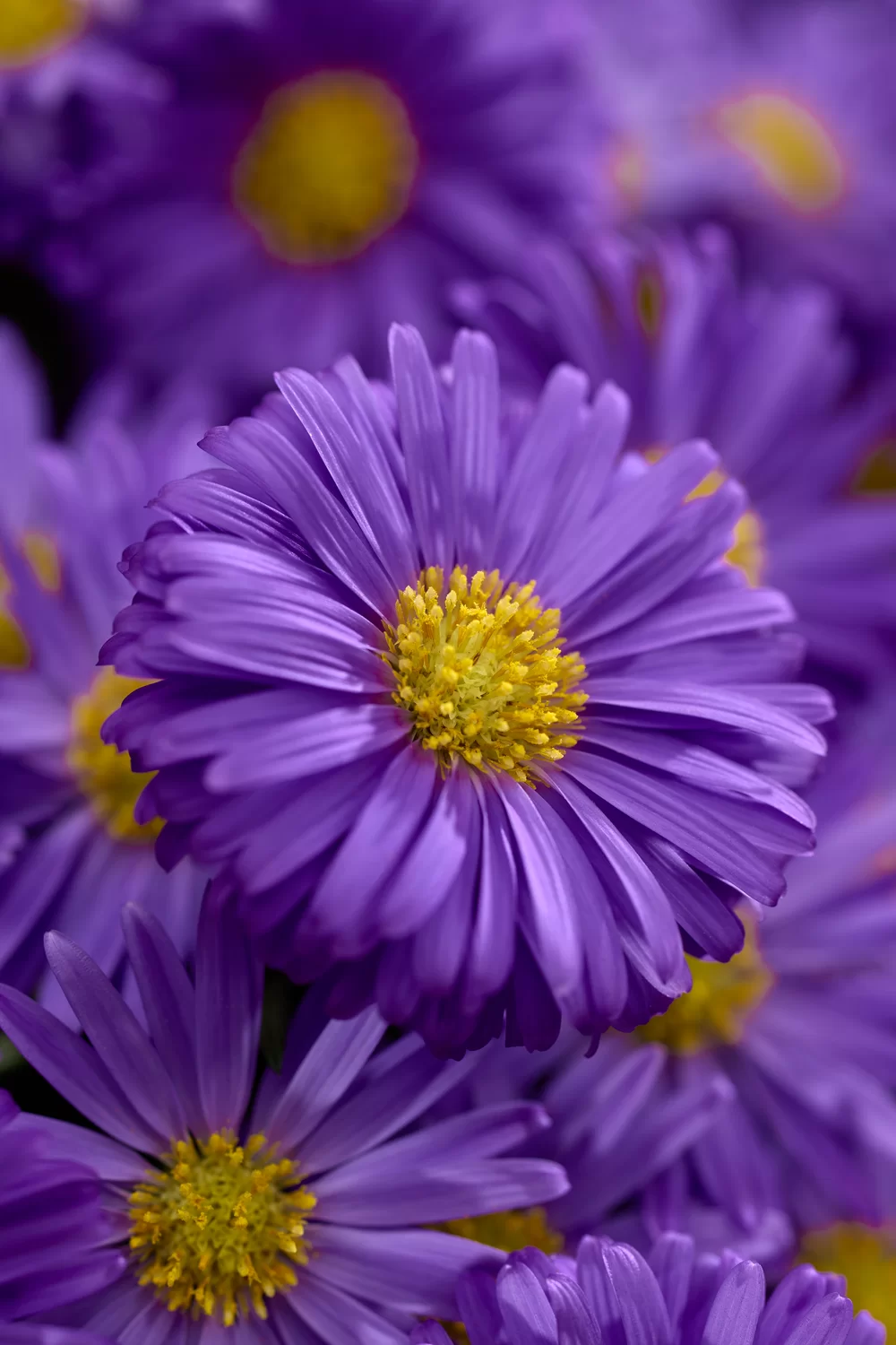 Aster dumosus Alpha® Light Purple