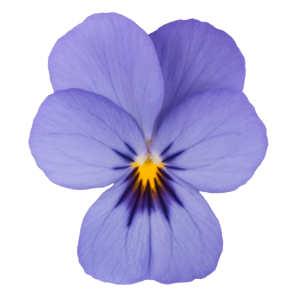 Viola cornuta Everlast Sky Blue