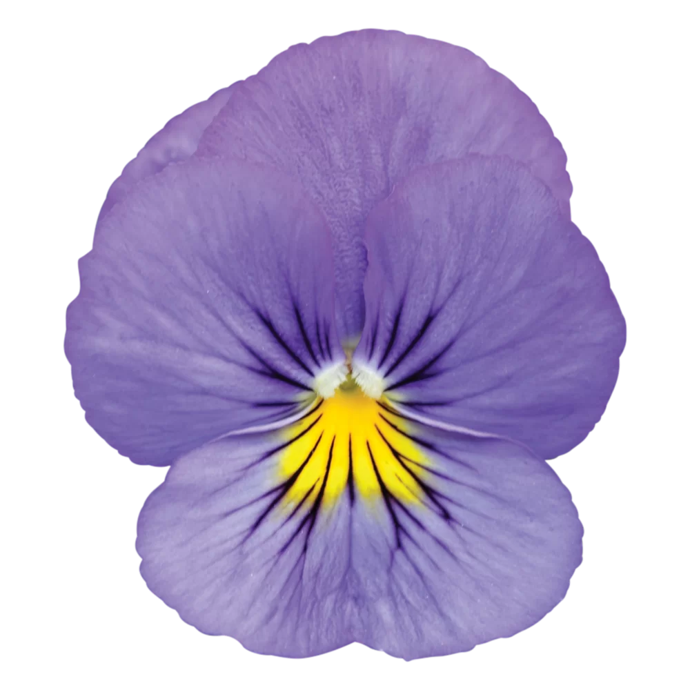 Viola wittrockiana Cool Wave® Blue Skies