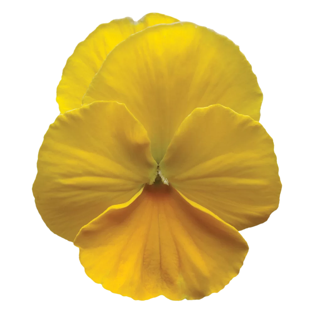 Viola wittrockiana Cool Wave® Golden Yellow