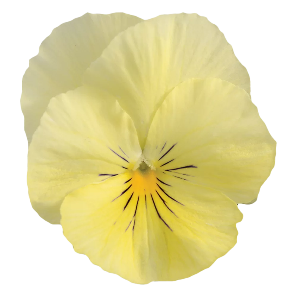 Viola wittrockiana Cool Wave® Lemon