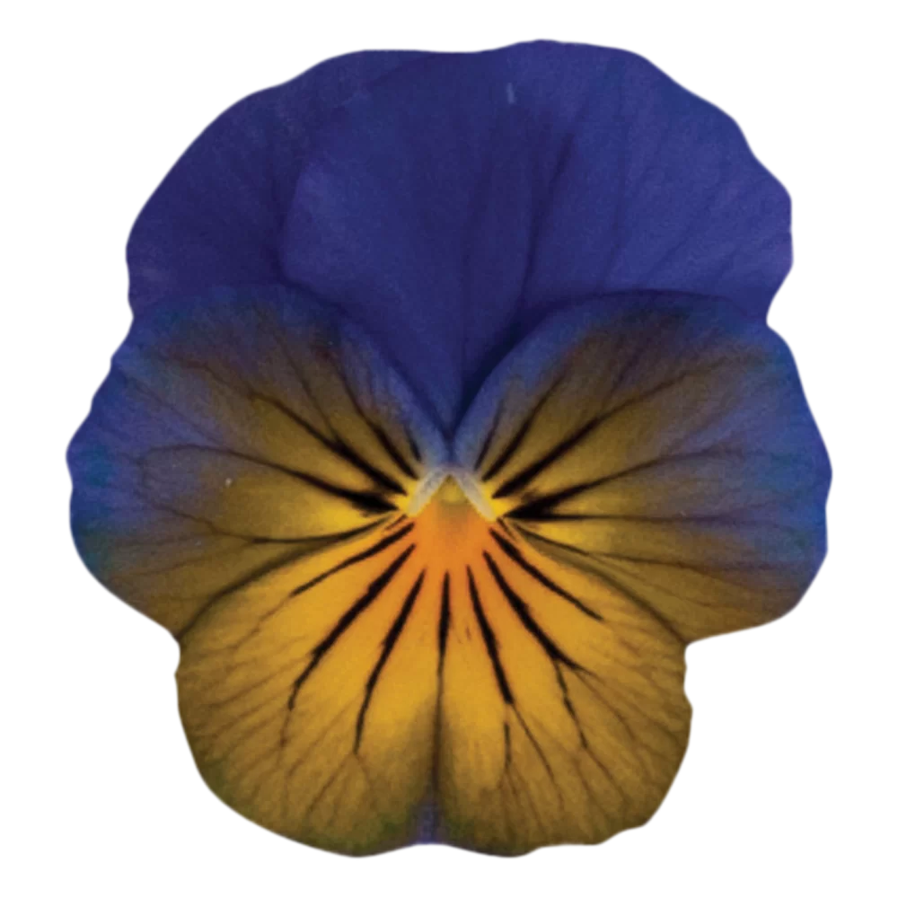 Viola wittrockiana Cool Wave® Morpho