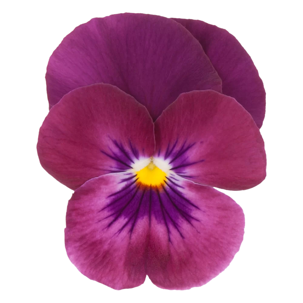 Viola wittrockiana Cool Wave® Raspberry