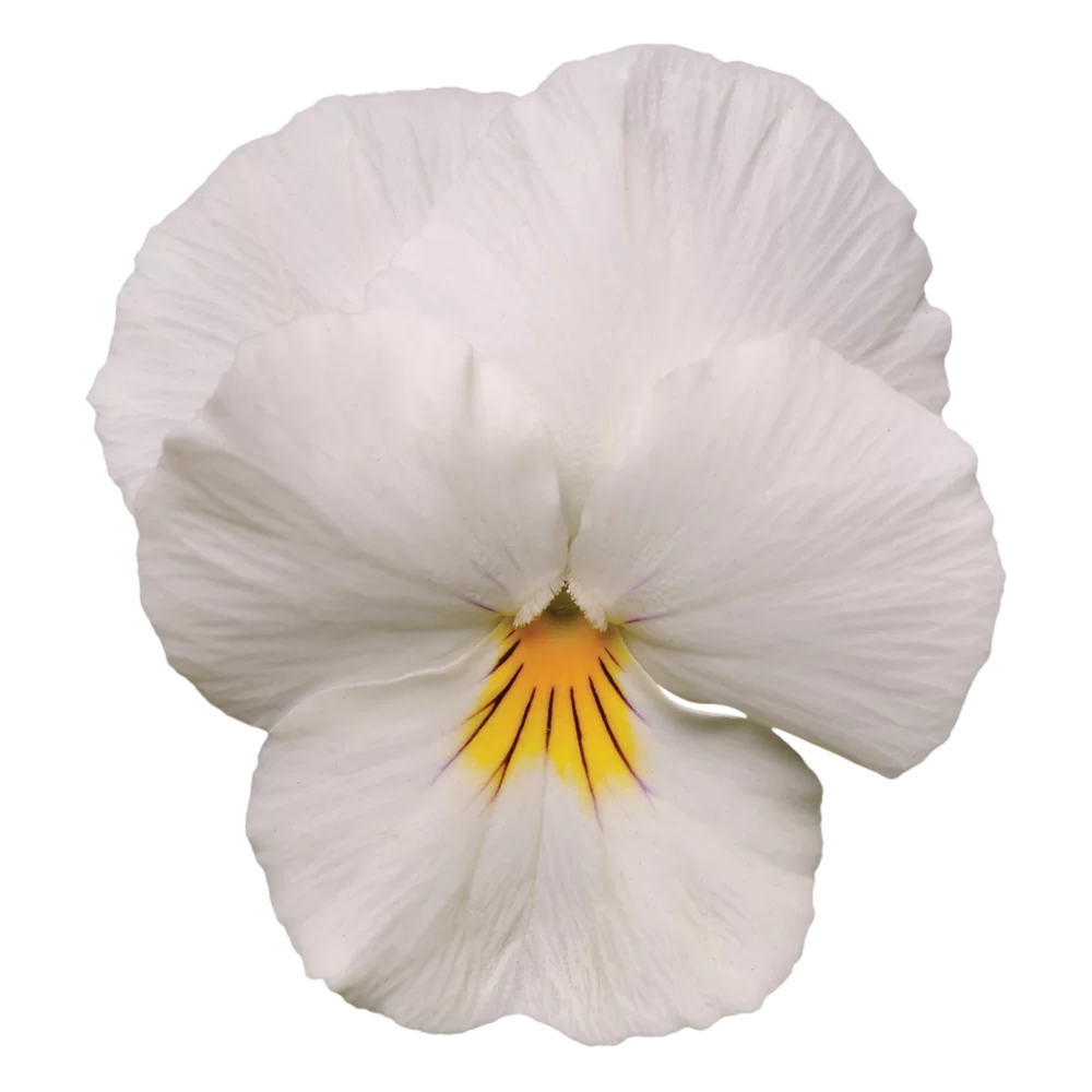 Viola wittrockiana Cool Wave® White