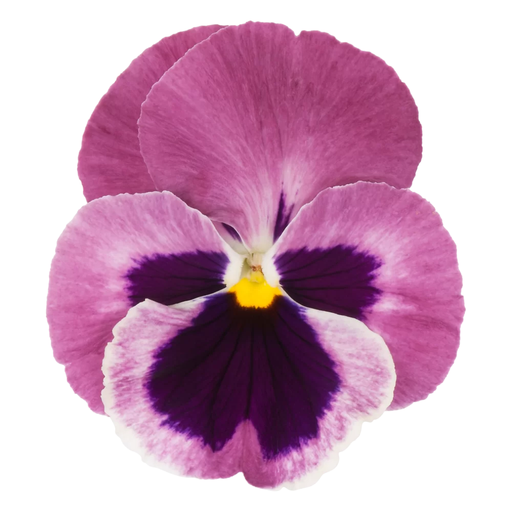 Viola wittrockiana EVO® Big Pink Shades